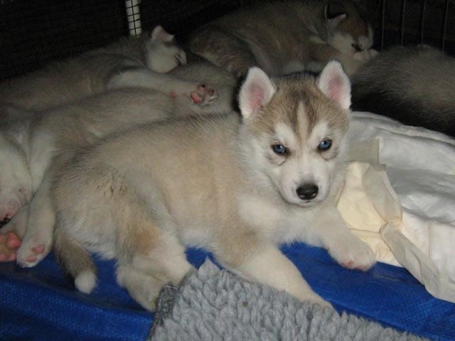 Siberian husky puppies 