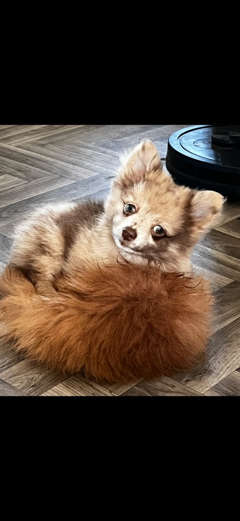 Gorgeous pomeranian puppies