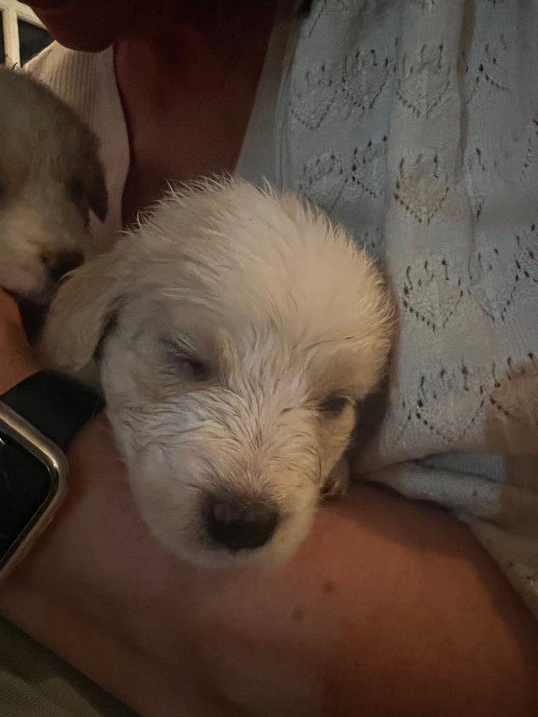 [Last Few] Rare Samshie puppy Litter (Samoyed x Welshie)