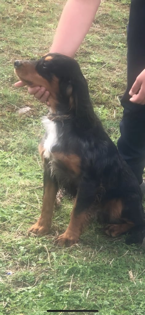 5 stunning cocker spaniel puppies 