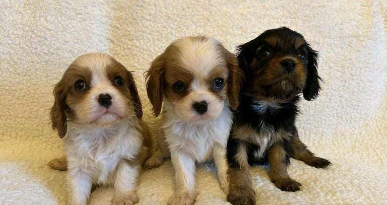 Cavalier King Charles Spaniel puppies