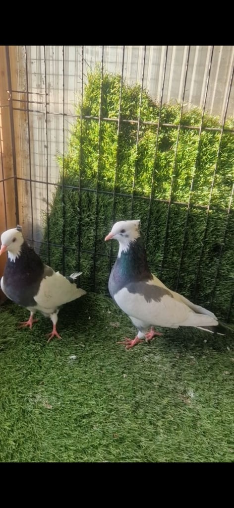 Iranian pigeons 