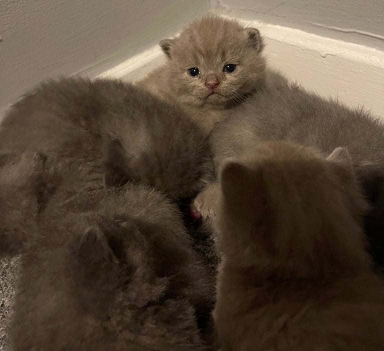 image for British shorthair kittens 