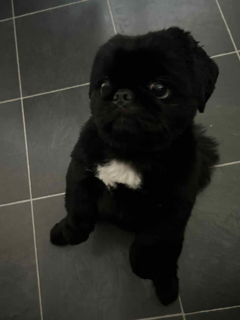 Pekingnese Dog 