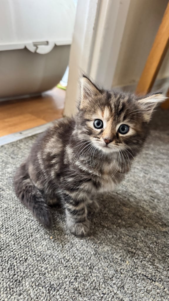 *LAST KITTEN* Girl, Norwegian Forest cross
