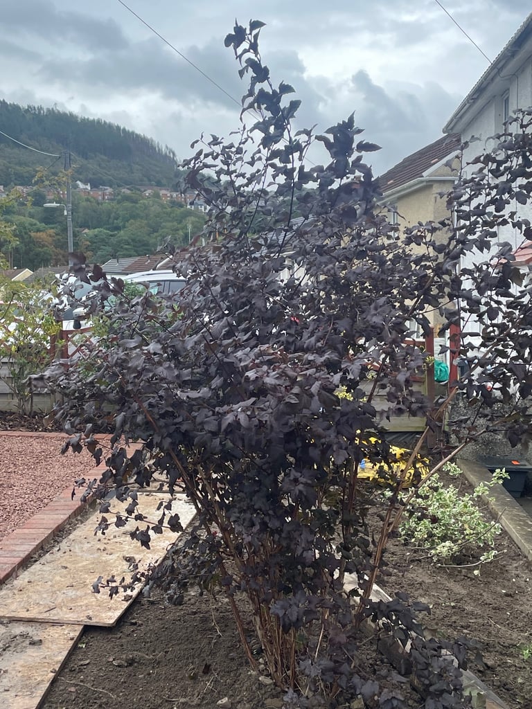 Shrub