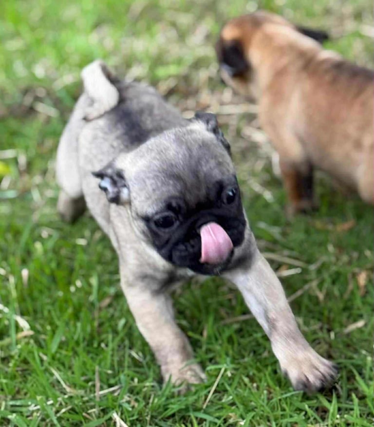Pug Puppies 