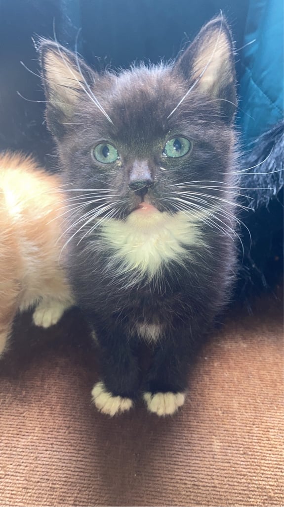 KITTENS FOR SALE 