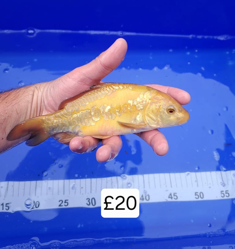 Koi for sale