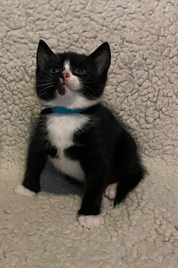  kittens ready now 