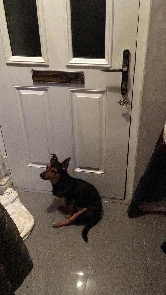 Bailey 5 year old jack russell needs a loving home