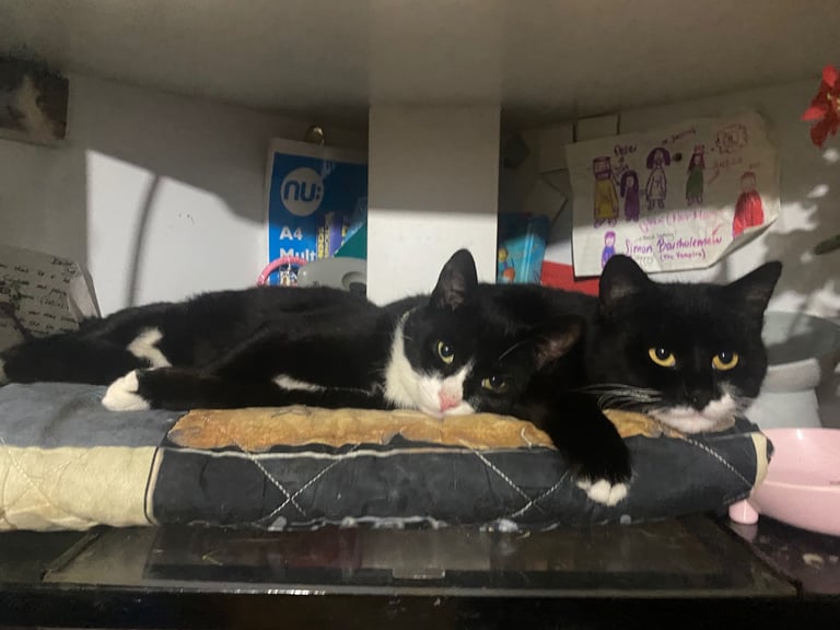 Lovely young cats looking for forever family 