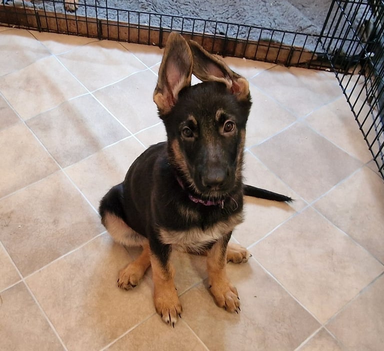 German shepherd puppies