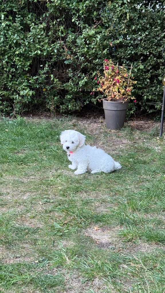Maltese puppy