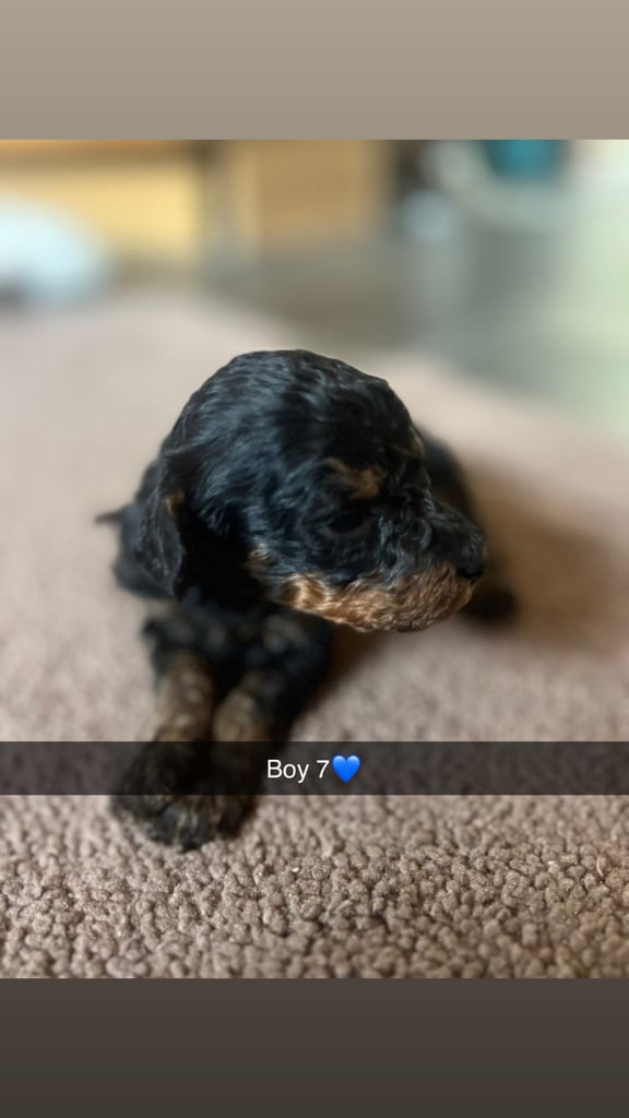 F1 b cockapoo puppies 