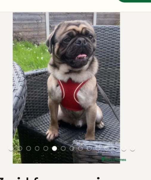 Beautiful frug puppies for sale