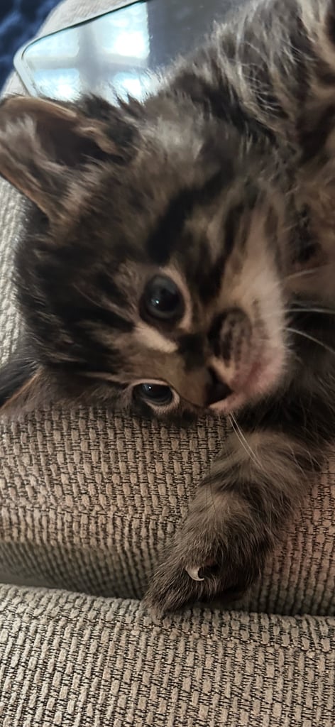 Kittens looking for a forever home