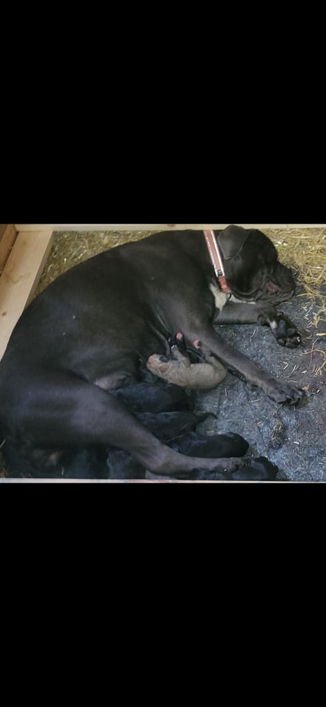 Cane corso cross presa canario pups 