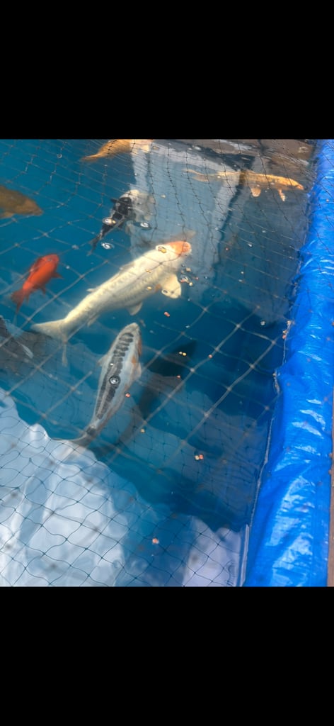 Koi pond with koi