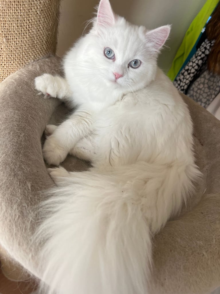 Sweet and cuddling Persian cat