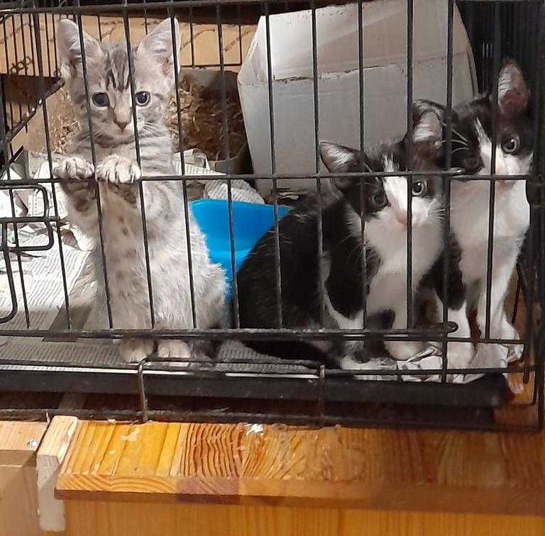 image for kittens for sale