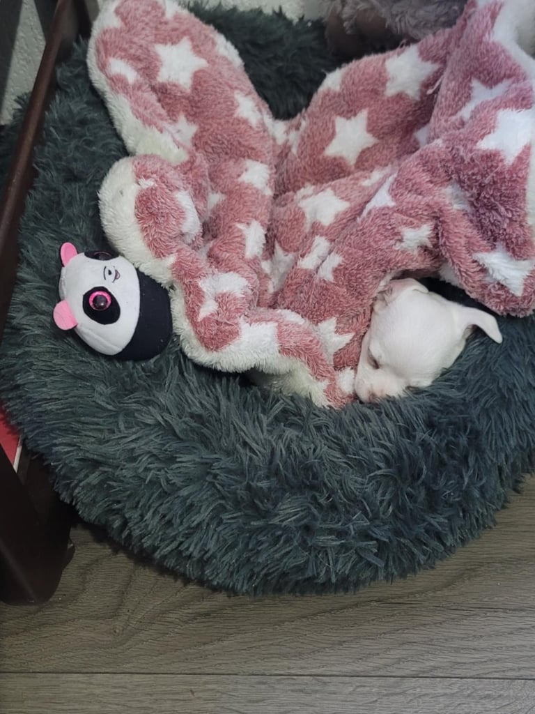 10 week old white chihuahua