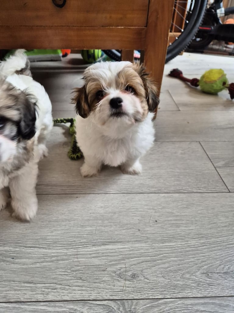 mix breed puppy (dog)