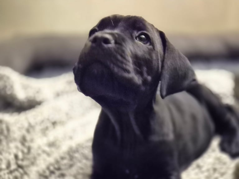 Cane  Corso pups 