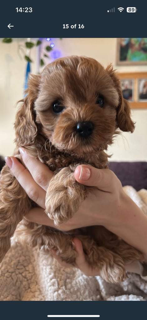Cute Cavapoo Puppy Girl 