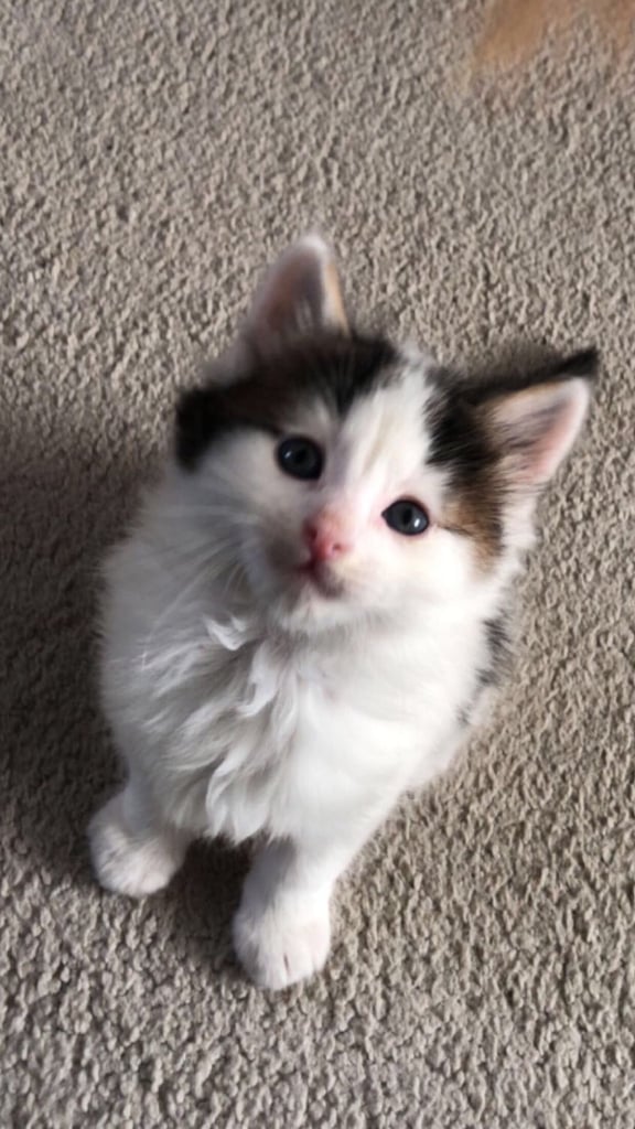 Maine coone / bengal. 