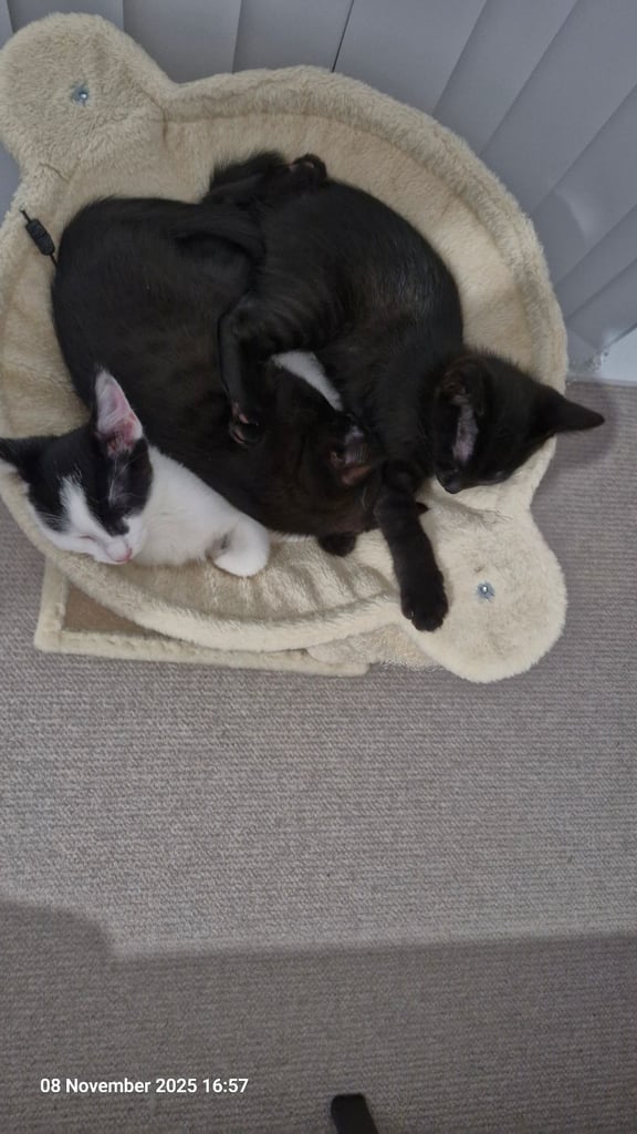 Kittens ready for adoption - 2 already reserved 