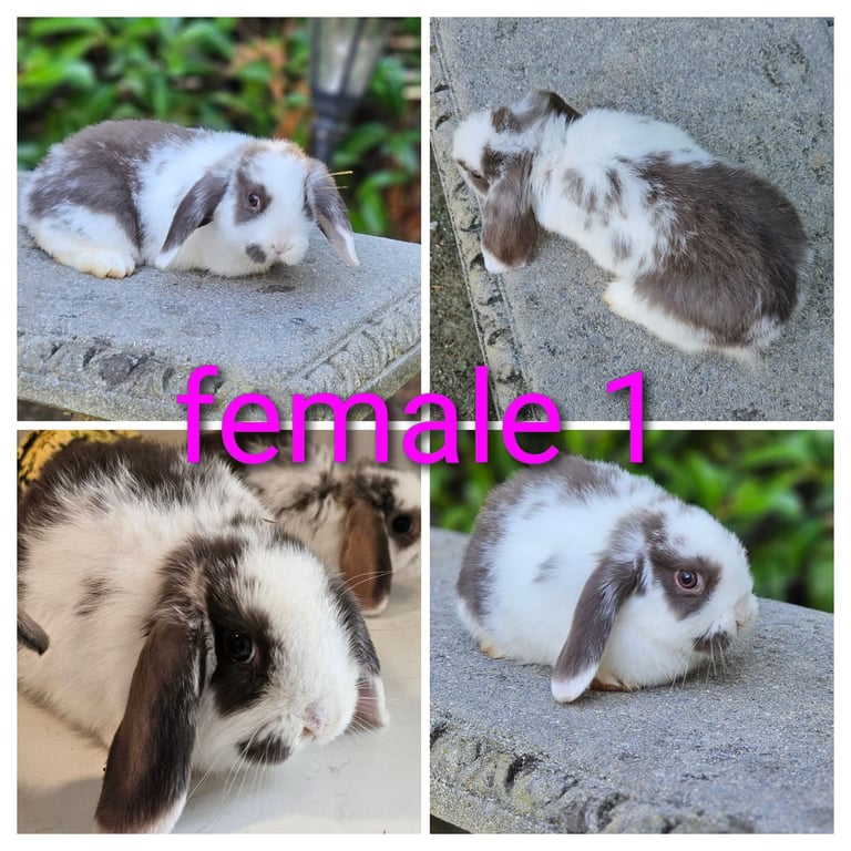 Gorgeous baby mini lop rabbits with butterfly print