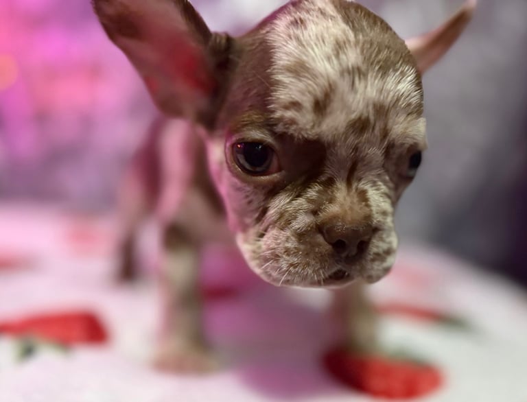 French bulldog puppies £800 ono