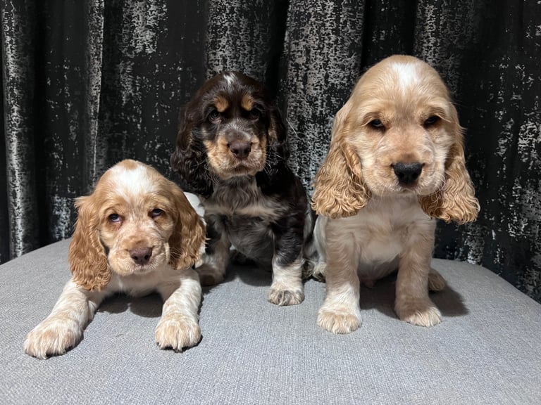 Gumtree cocker cheap spaniel puppies