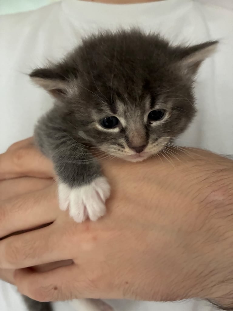 image for Kittens 
