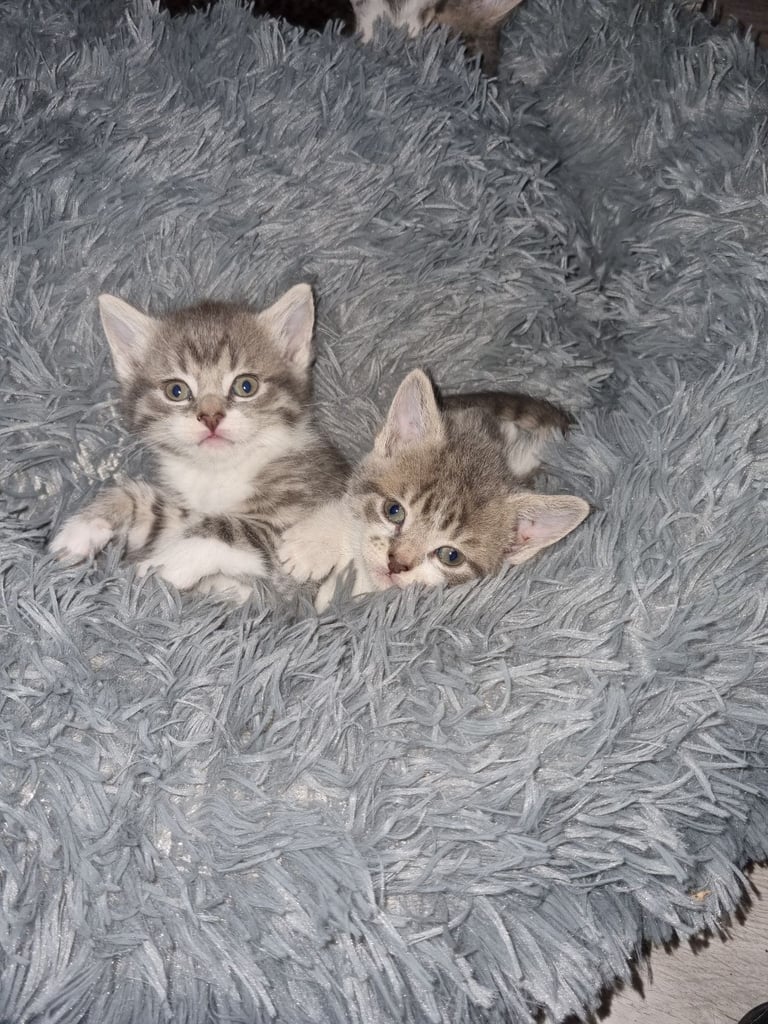 Boy kittens for sale 