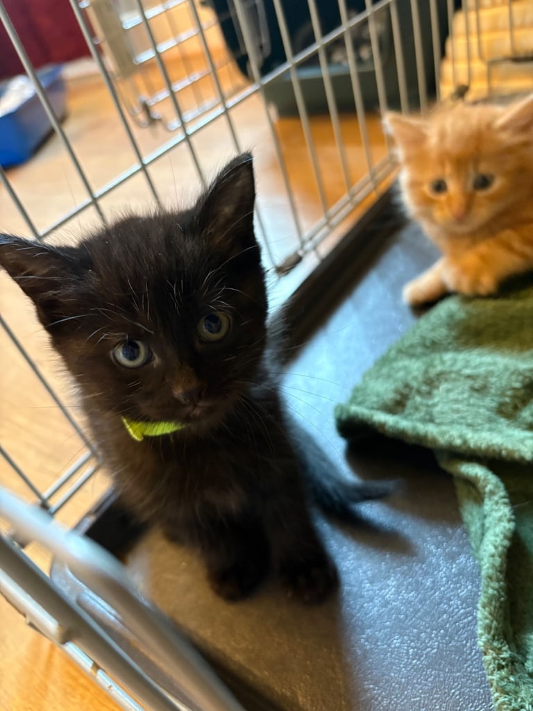 *1 girl kitten left*