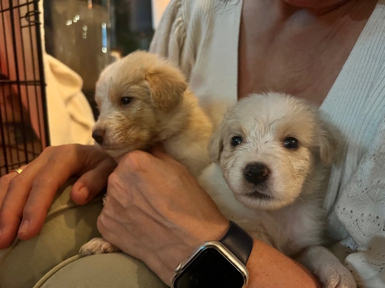 [Last Few] Rare Samshie puppy Litter (Samoyed x Welshie)
