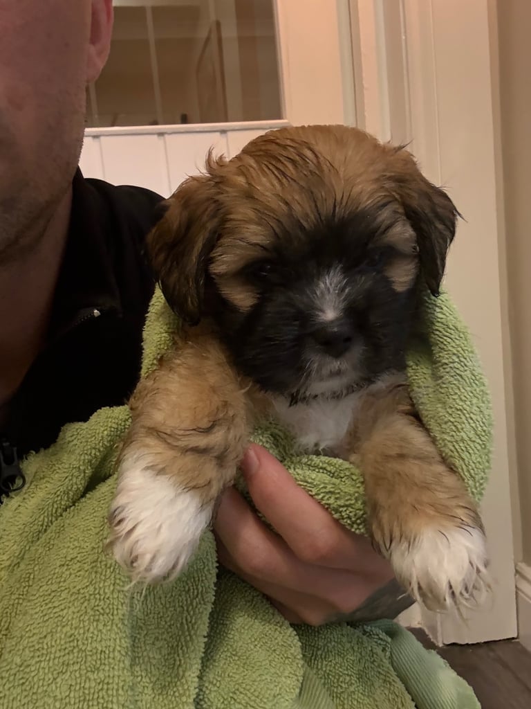 2 Lhasa Apso Puppies 