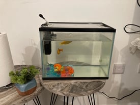 2 goldfish and filter tank 