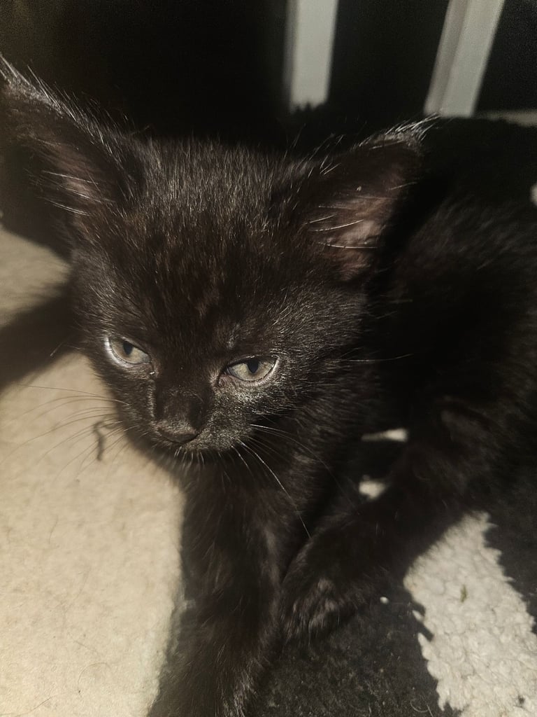 Black kittens for sale 