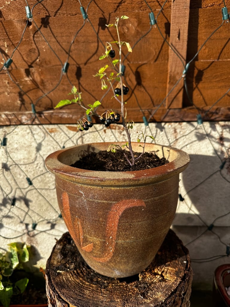 image for Plant pot 