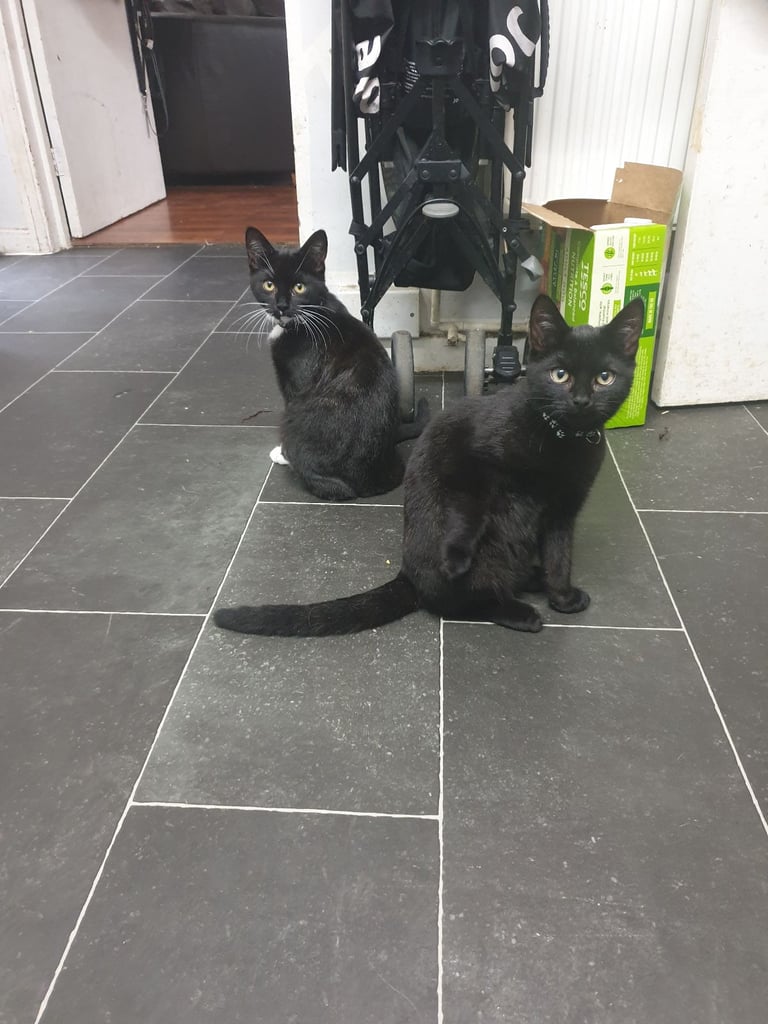 2 cats for rehome