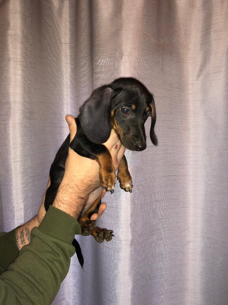 Dachshund puppies for sale 