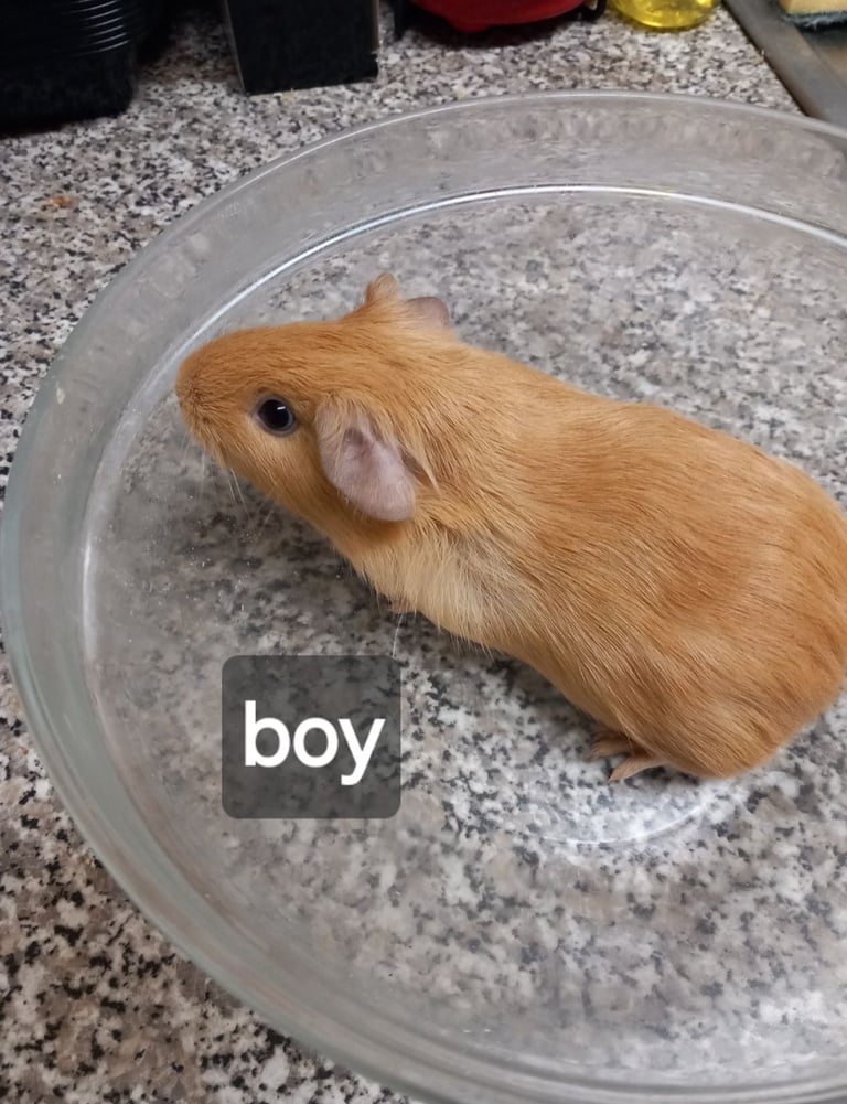 Baby guineapigs, handled, ready to go