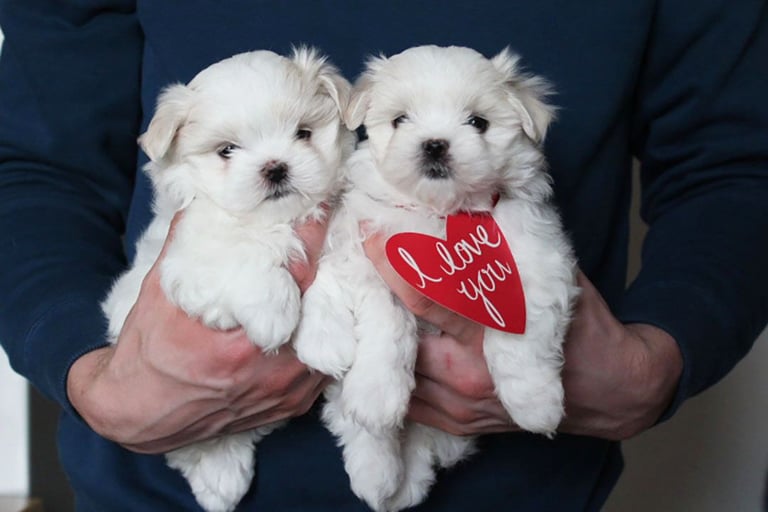 Gorgeous Tiny Maltese Puppies