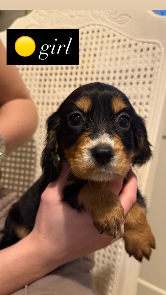 image for 5 cocker spaniel puppies for sale 