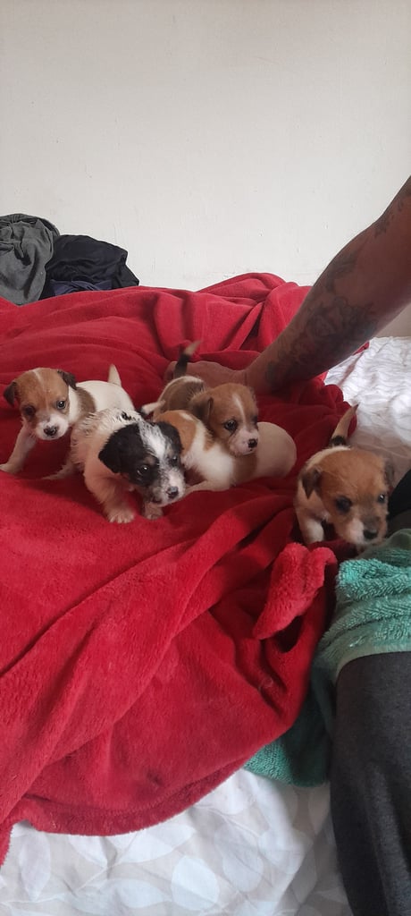 Full jack russell puppies