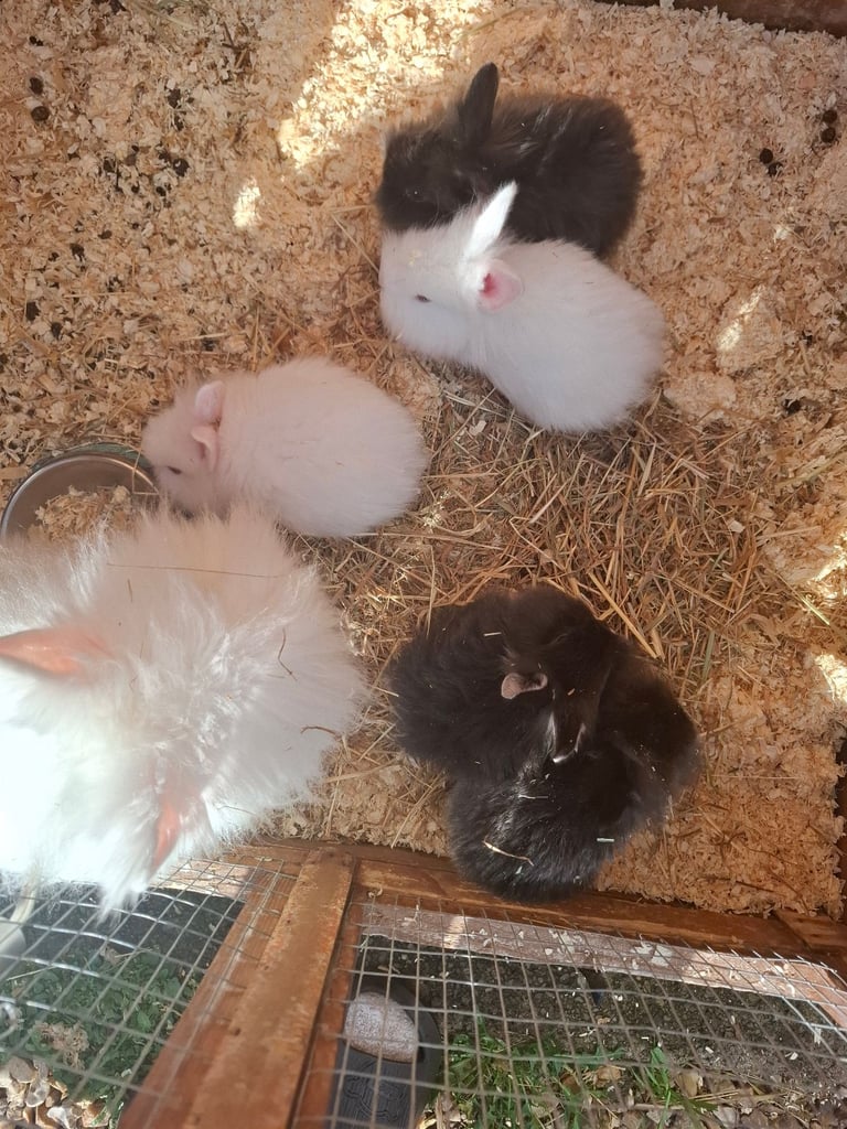 image for Unusual mixed bunnys ready now!