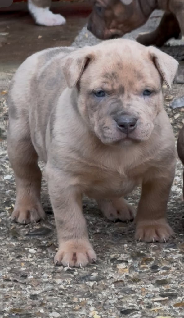 Mastiff x  puppies 